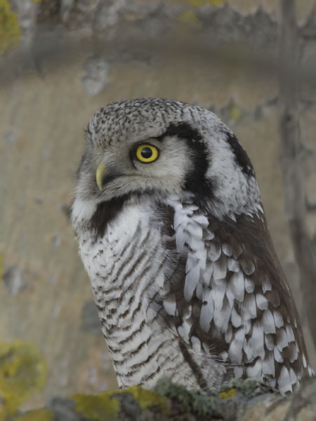 Hiiripöllö, Northern Hawk Owl, Surnia ulula